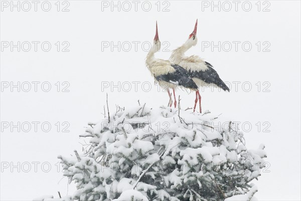 White stork pair courting amidst a snowstorm in their nest during breeding season