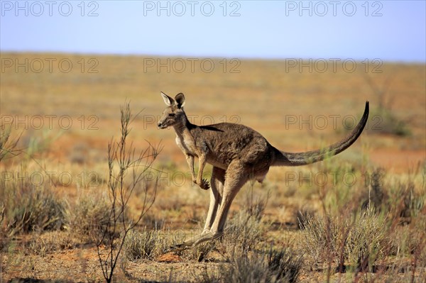 Red kangaroo