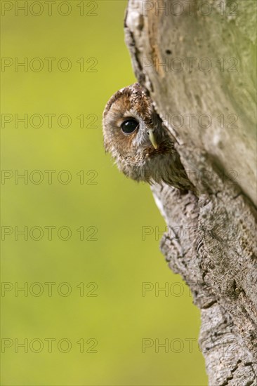 Tawny Owl