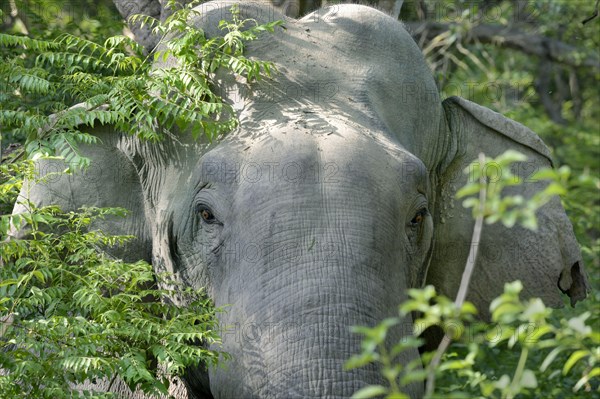 Asian indian elephant