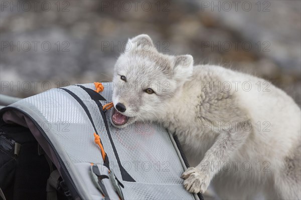 Arctic foxes