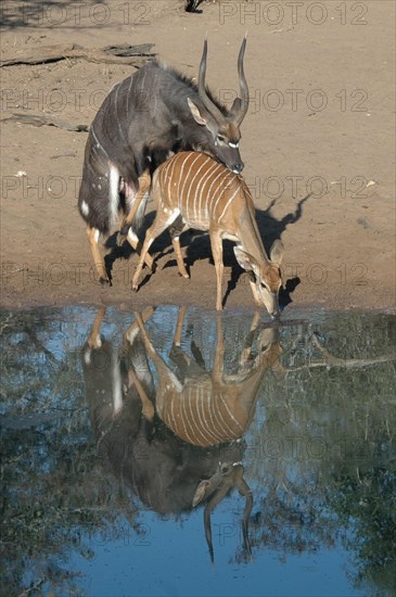 Nyala