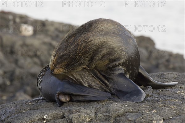 Southern fur seal