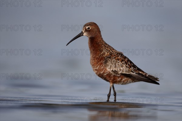 Curlew sandpiper