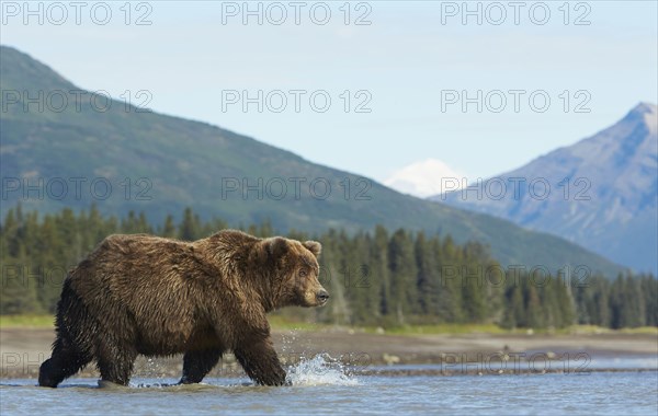 Grizzly bear