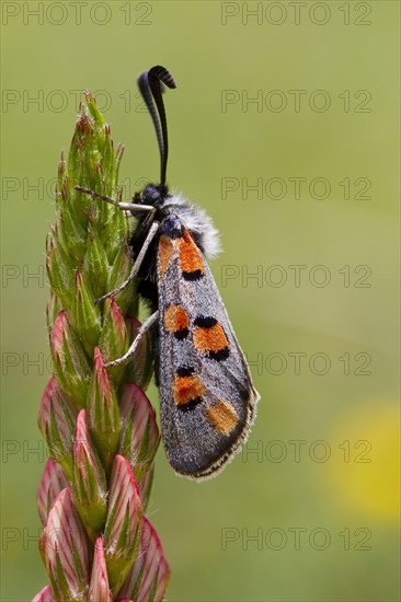 Burnet Moth