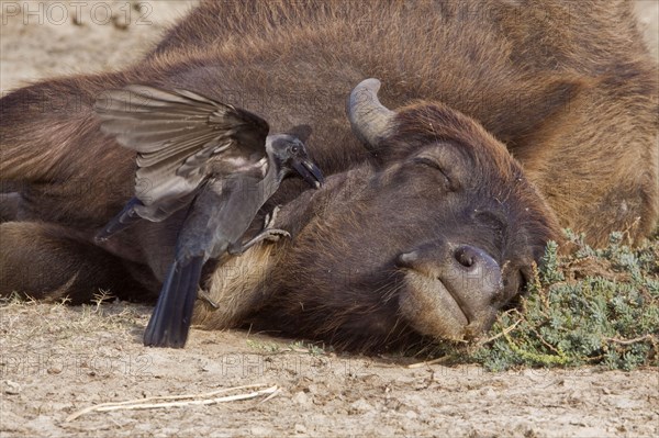 House crow pulls tick of cow