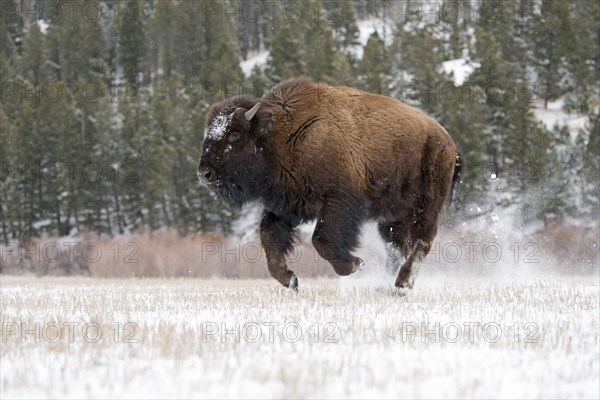 North American bison calf