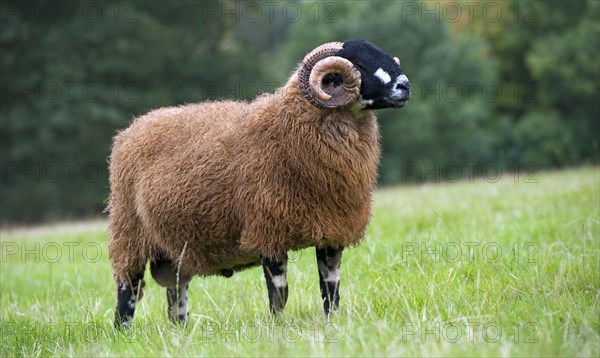 Domestic Sheep