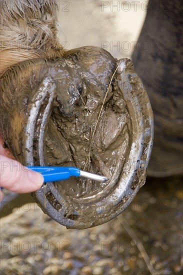 Selecting horse hooves