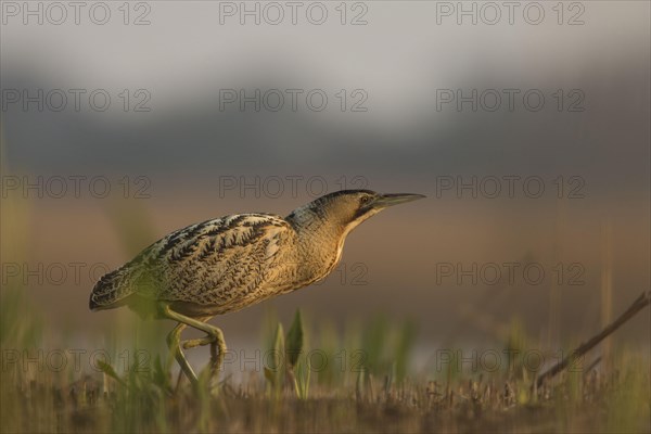 Great Bittern