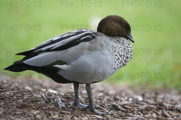 Maned Goose