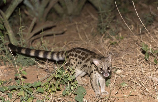 Rusty-spotted Genet adult