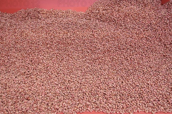 Close-up of Westminster spring barley seed in seed bin