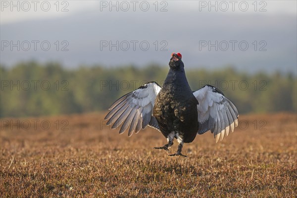 Black Grouse