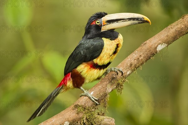 Pale-mandibled Aracari