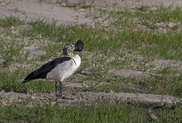 Mute Goose