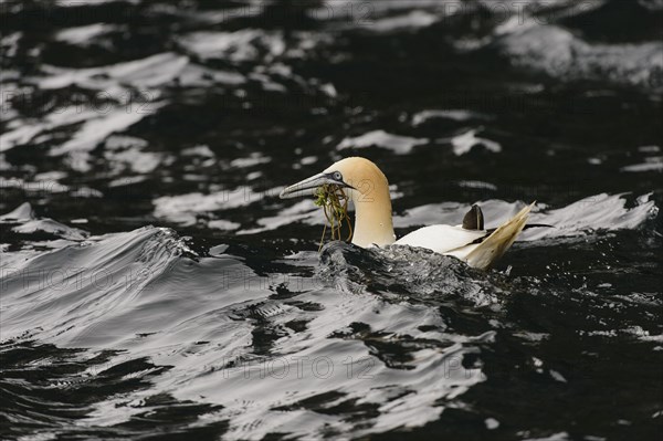 Northern Gannet