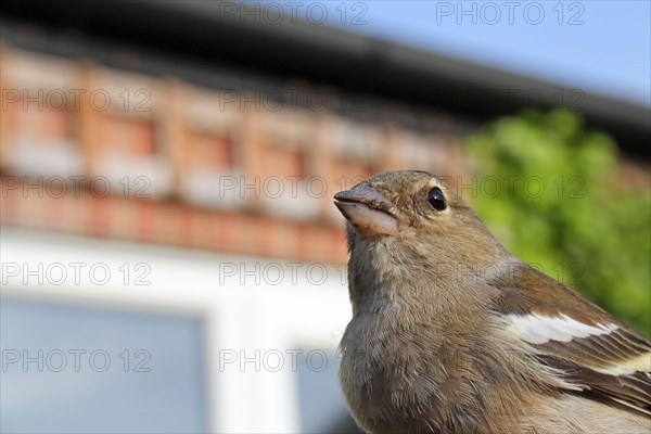 Common Chaffinch