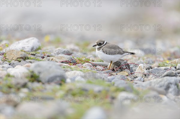 Ringed plover