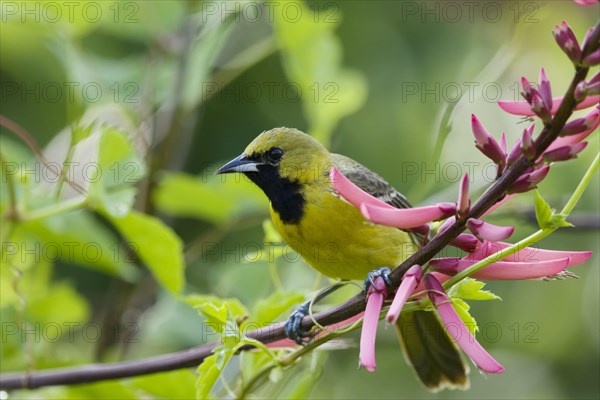 Orchard Oriole