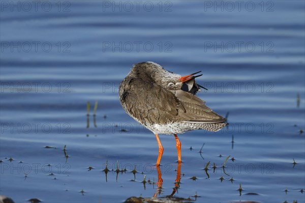 Common Redshank