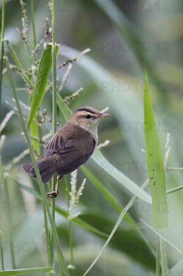 Adult black-browed warbler