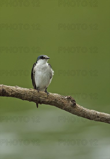 Mangrove Swallow