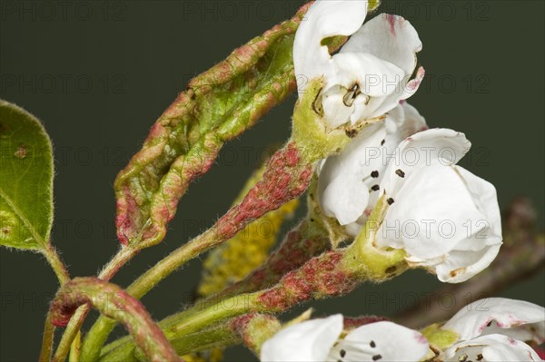 Early blisters of the pear leaf blister mite