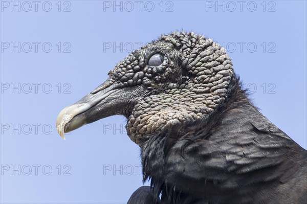 American Black Vulture