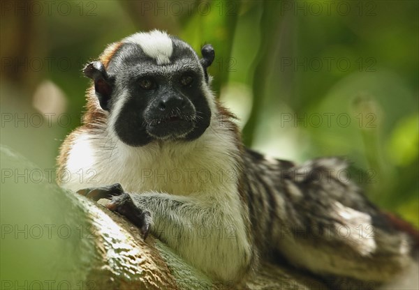 Geoffroy's Tamarin