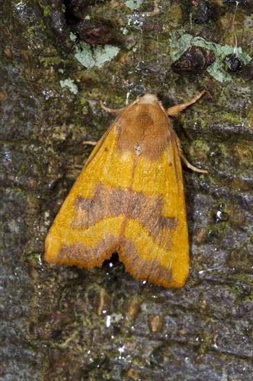 Ochre-yellow ash owl