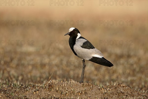 Blacksmith Plover