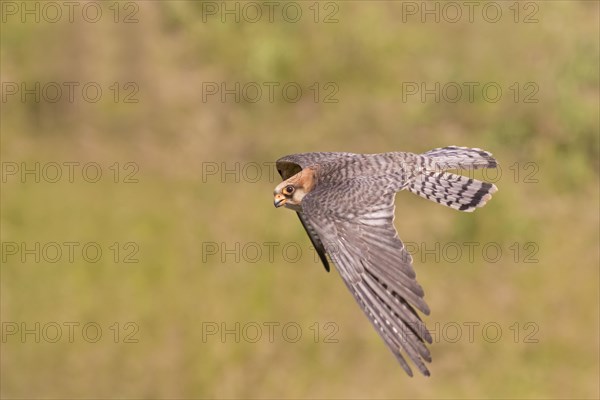 Red-footed Falcon