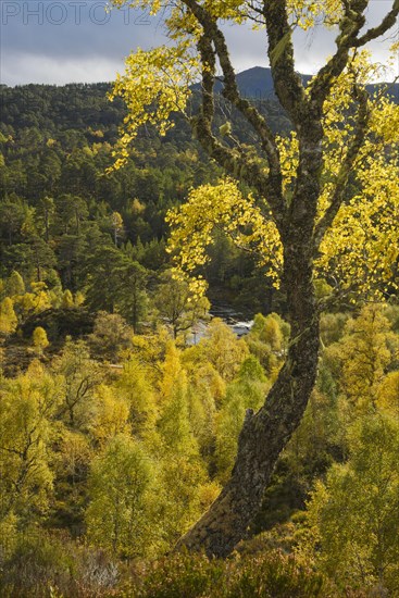 Warty birch