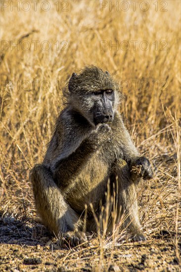 Young baboon