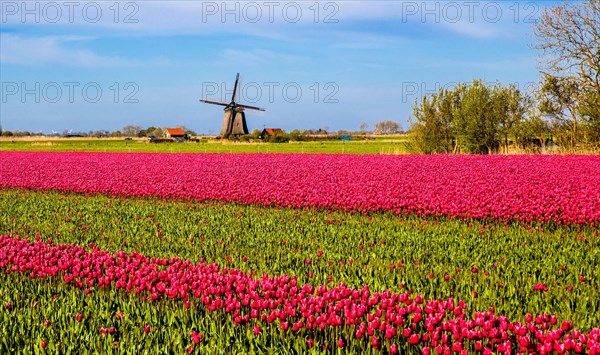 Flowering tulip fields