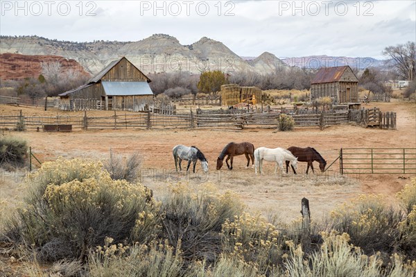 Farm with four horses in Southwestern Utah