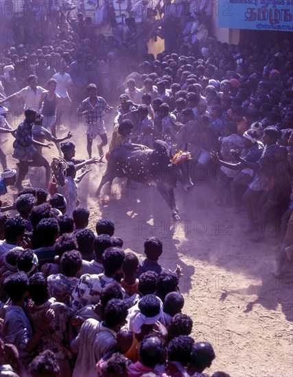 Jallikattu