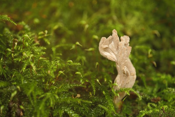 (Clavulina) in the moss in Eppstein, Taunus, Hesse, Germany, Europe