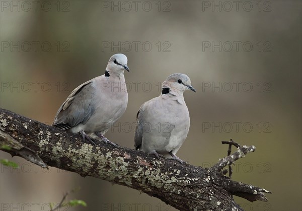 Cape turtle dove