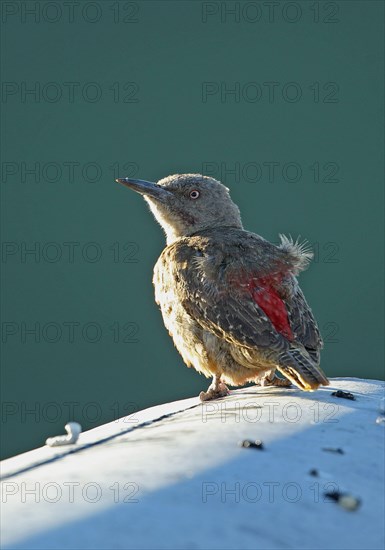 Ground Woodpecker