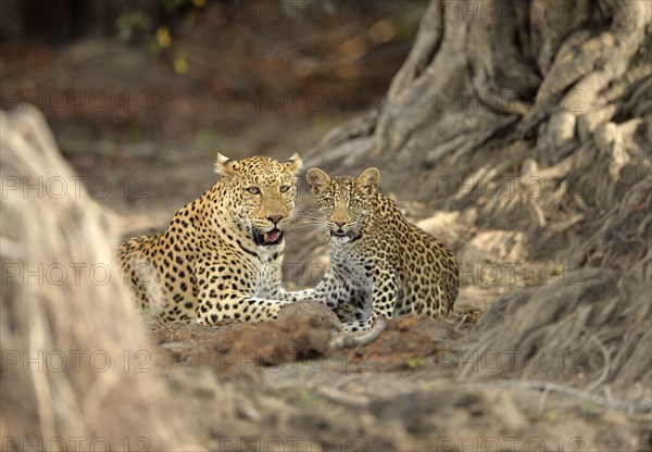 African leopard