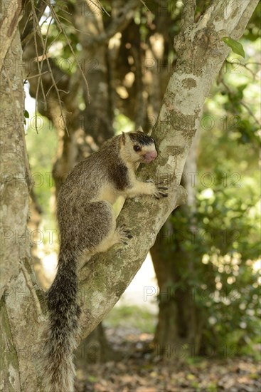 Grizzled giant squirrel