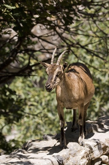 Cretan wild goat