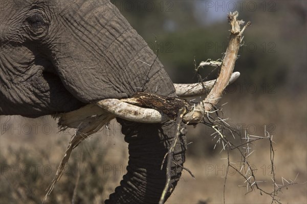 African elephant elephants