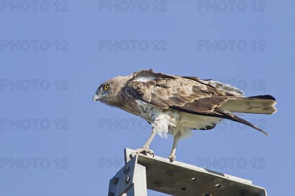 Short-toed Eagle