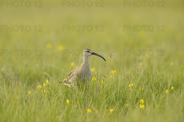 Whimbrel