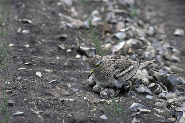 Stone curlew