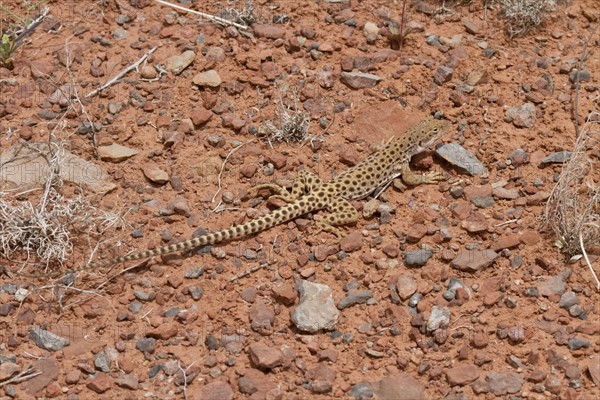 Leopard Iguana